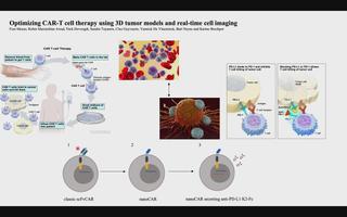Optimizing CAR-T-cell therapy using 3D tumor models and real-time cell imaging