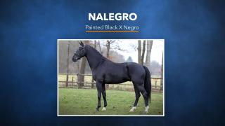 Nalegro - Painted Black x Negro