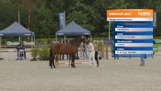 Nationale Veulenkeuring - Selectie hengstveulens dressuur (groep 1)