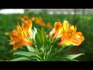Ontmoet Tesselaar Alstroemeria