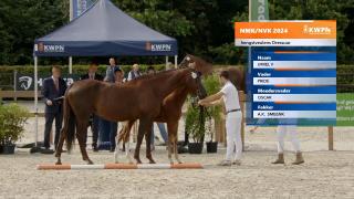 Nationale Veulenkeuring - Selectie hengstveulens dressuur (groep 4)