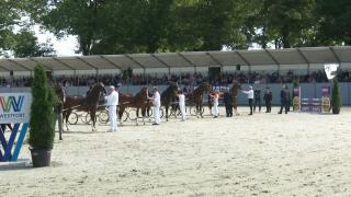 Nationale Tuigpaardendag 2023 - Ereklasse om de Renovo Schaal