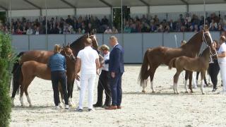 Nationale Tuigpaardendag 2023- NVK Top 3