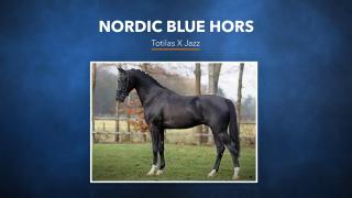 Nordic Blue Hors - Totilas x Jazz