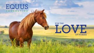 EQUUS Foundation - Now Is The Time