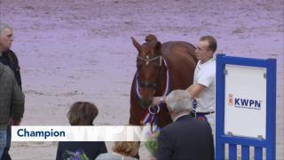 Kampioenskeuring Gelders Paard 2019