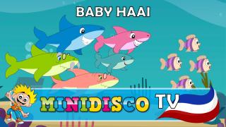 Baby Haai