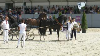 Nationale Tuigpaardendag 2023 - Fokker van het jaar tuigpaard