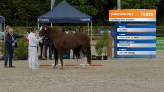 Nationale Veulenkeuring - Selectie merrieveulens dressuur (groep 1)