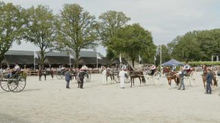 Tuigpaarden goes Friesland