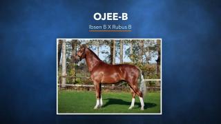 51. Ojee-B
