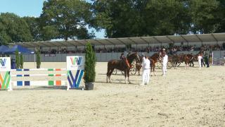 Nationale Tuigpaardendag 2023 - VERT Linten Show