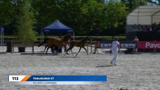 Nationale Veulenkeuring - Selectie merrieveulens dressuur (groep 1)