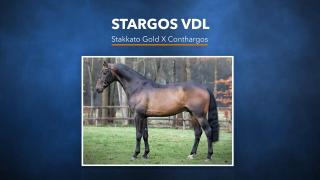 Stargos VDL - Stakkato Gold x Conthargos