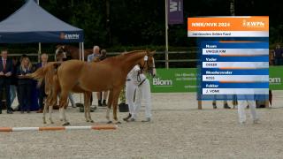 Nationale Veulenkeuring - Merrieveulens Gelders Paard