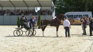 Nationale Tuigpaardendag 2023 - Goedgekeurde hengsten om de Manno Trofee