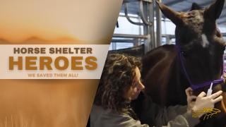 We Saved Them ALL! - Auction Rescue  Horse Shelter Heroes S4E7