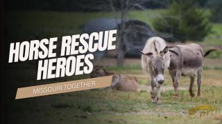 Horse Rescue Heroes - Missouri Together - S4 E3