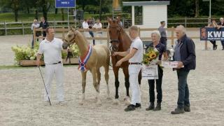 Nationale Veulenkeuring - Finale Gelders Paard