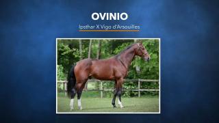 Ovinio - Ipsthar X Vigo d'Arsouilles
