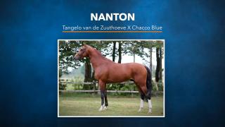 Nanton - Tangelo van de Zuuthoeve X Chacco Blue