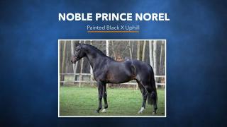 Noble Prince Norel - Painted Black x Uphill