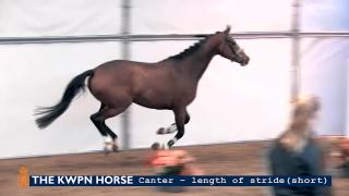 Canter - length of stride