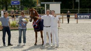 Nationale Merriekeuring - Gelders Paard