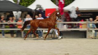 KWPN kampioenschappen winnaar 3 jarige Gelderse paarden