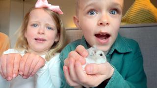 "GAAT HAMSTER SAMMiE BiNNENKORT DOOD?" | Bellinga Vlog #2061