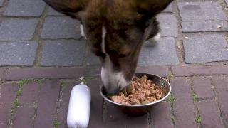 Huisdieren TV | 5.10 | Vers vlees (KVV of BARF) voeren aan je hond of kat