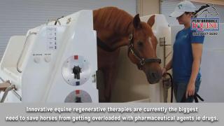 Performance Equine Veterinary Services FREE EBook