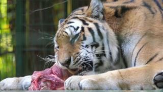 Huisdieren TV | 2.10 | De voorgeschiedenis van de kat