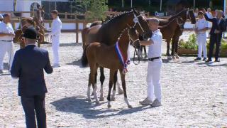 Nationale Veulenkeuring - Finale Tuigpaardveulens