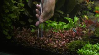 Quality Time op Zondag | 5.4 | Aqua Zoo Leerdam | Aquariumplanten