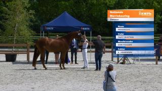 Nationale Merriekeuring - Dressuurmerries (groep 1)