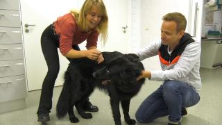 Huisdieren TV | 4.6 | Dierenarts Martine Carrière ontwormt een hond