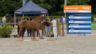 Nationale Veulenkeuring - Selectie hengstveulens dressuur (groep 3)