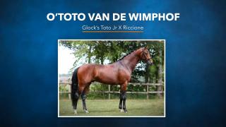 O'Toto van de Wimphof - Glock's Toto JR. x Riccione