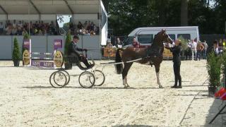 Nationale Tuigpaardendag 2023 - Westfort Hengstencompetitie 