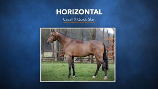Horizontal - Casall x Quick Star