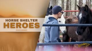 Horse Shelter Heroes - Chickens!!! - S4 E4