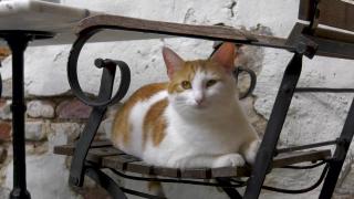 Huisdieren TV | 4.5 | Op bezoek bij het kattencafé in Nijmegen