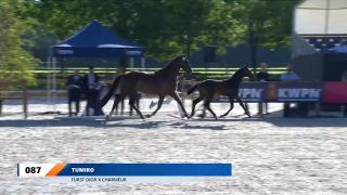 Nationale Veulenkeuring - Selectie hengstveulens dressuur (groep 1)