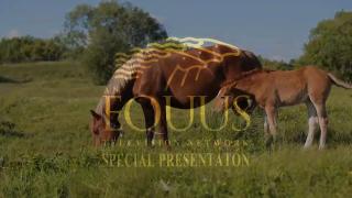 Foals in Training Ep. 9 with Anna Twinney