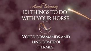 101 Things To Do With Your Horse - Long Lining Voice Commands