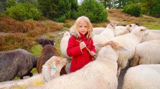 ZELF DE SCHAPEN HOEDEN GAAT NiET ALTiJD GOED … | Bellinga Vlog #2252