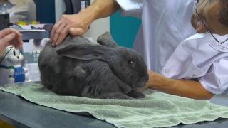 Huisdieren TV | 4.4 | Je konijn beschermen tegen ziekten