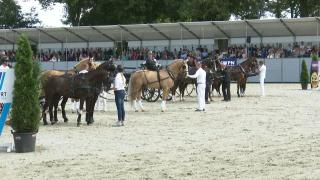 Nationale Tuigpaardendag 2023 - Show Ambassadeurs