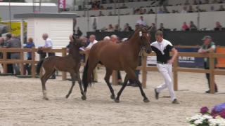 Semi Live ring 2 Afstammelingen Il est Balou